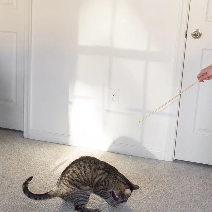 kitty playing with a DIY cat teaser wand