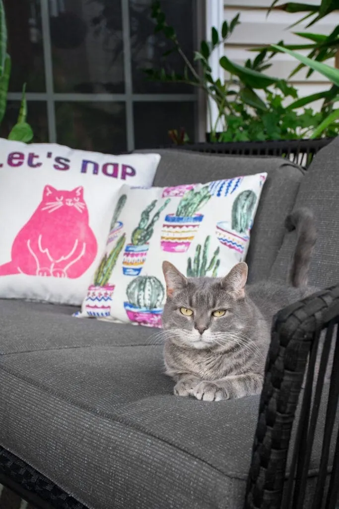 cat on an outdoor sofa