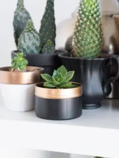 upcycled tea tin planter on a shelf with other succulents