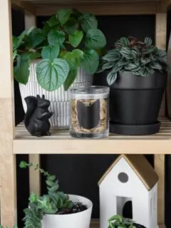cat treat jar on a shelf with plants