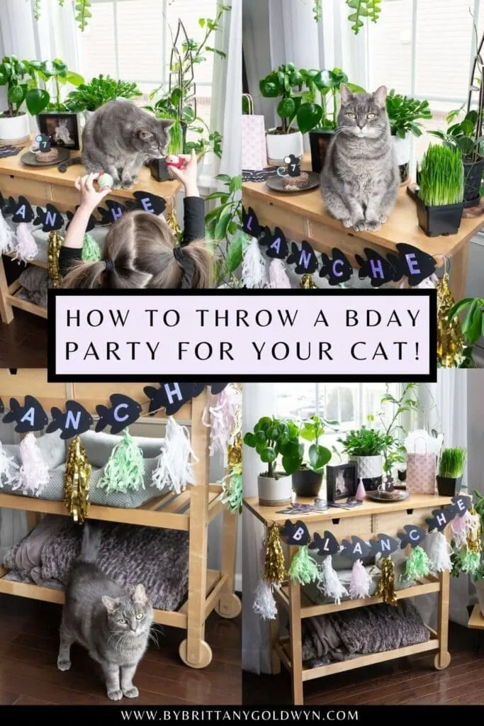 how to throw a birthday party for a cat pinnable graphic with text overlay