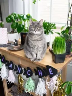 DIY birthday party decor for a cat's birthday