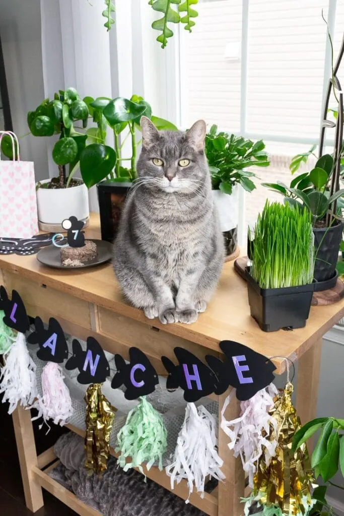 cat sitting on a table with plants and birthday decor