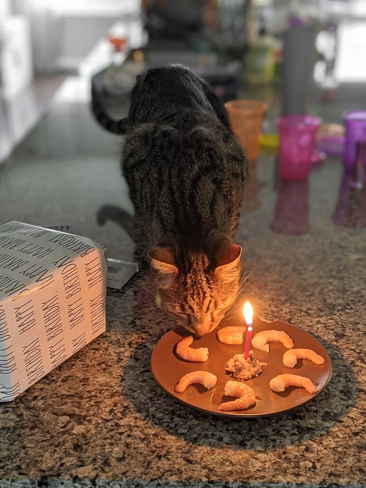 cat eating shrimp from around a candle