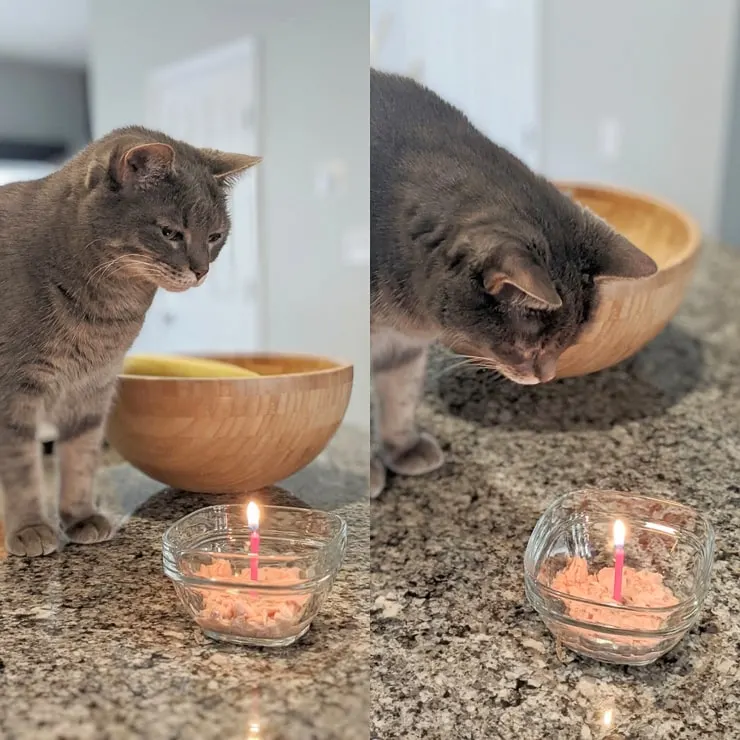 cat eating tuna with a candle for her birthday