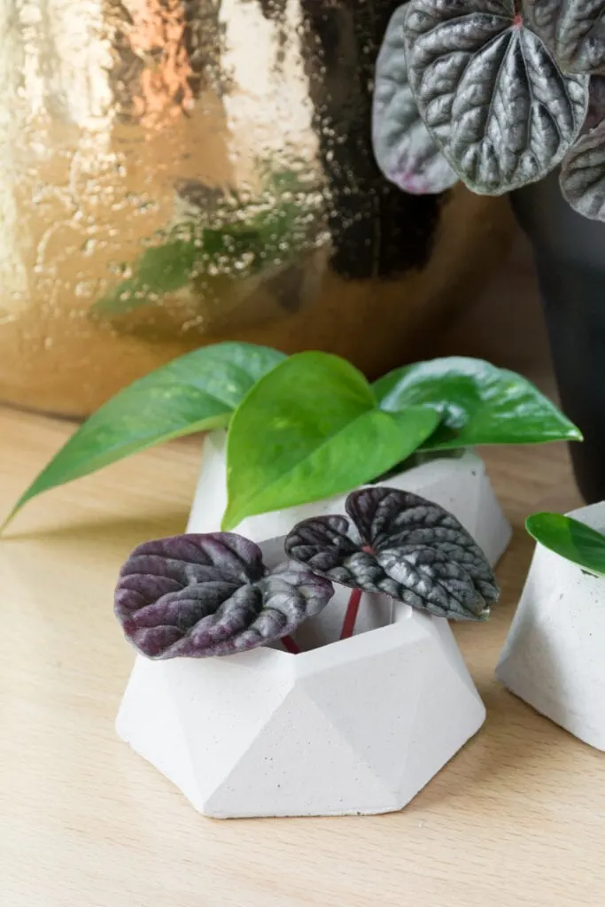 small concrete planters made with a matte silicone mold