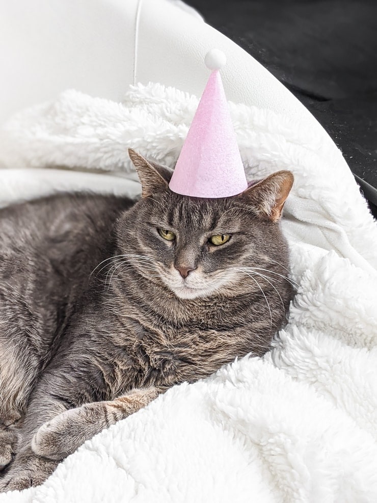 cat in a little felt party hat