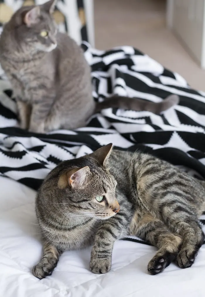 cats laying on a bed