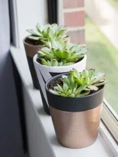 painted thrifted pots on a windowsill with succulents planted in them