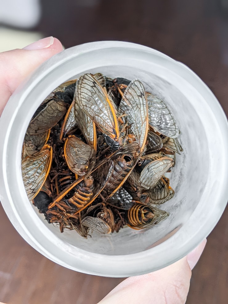 dead cicadas freezing in a jar