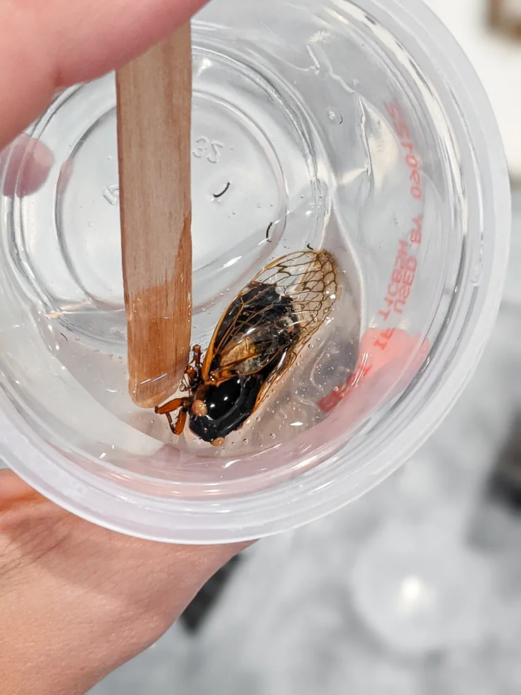 Learn how to preserve insects in resin using Brood X cicadas!