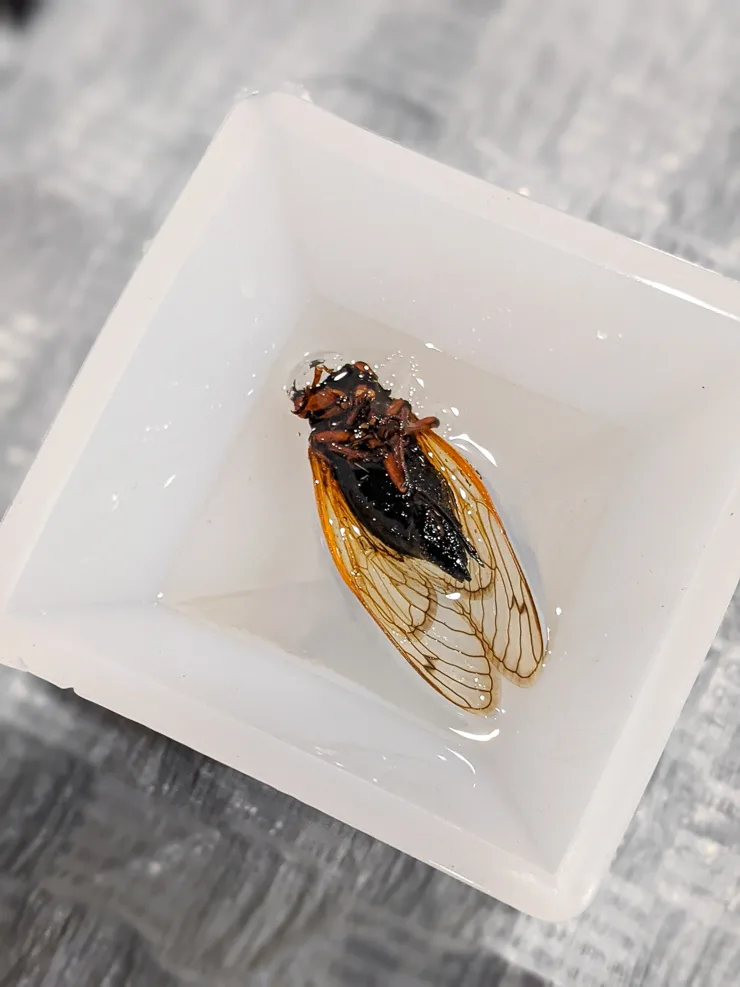 adding a cicada to resin in a silicone mold