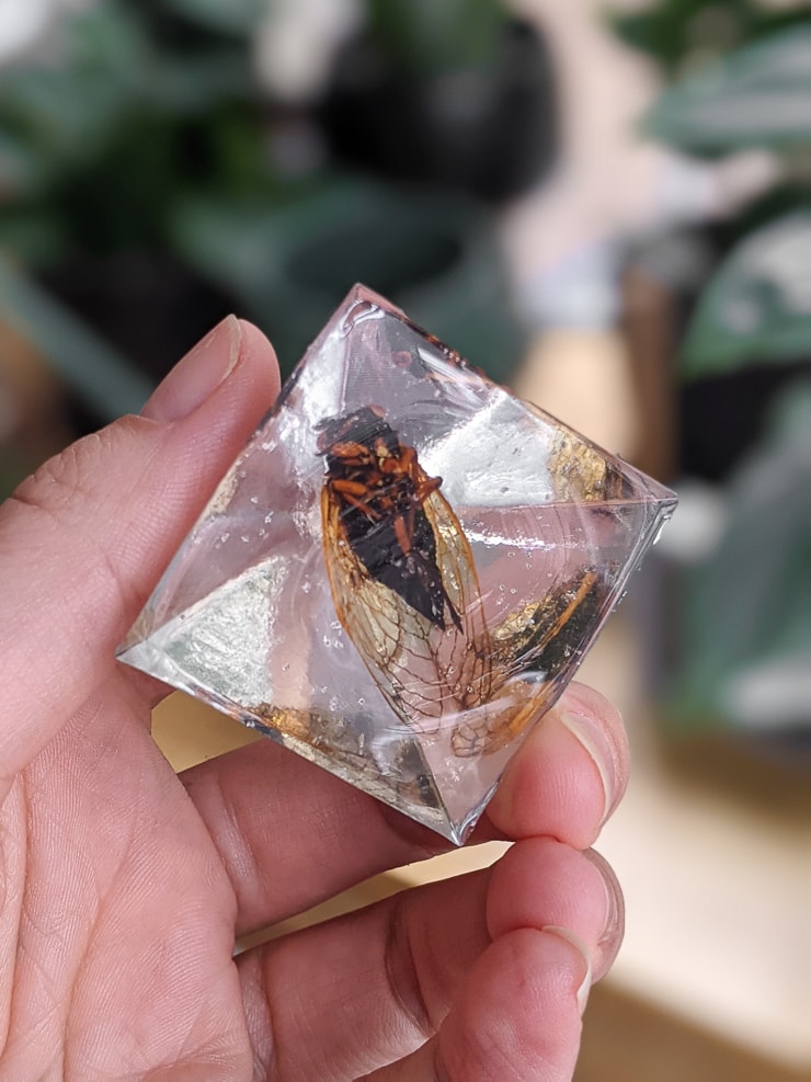 cicada encased in resin with bubbles