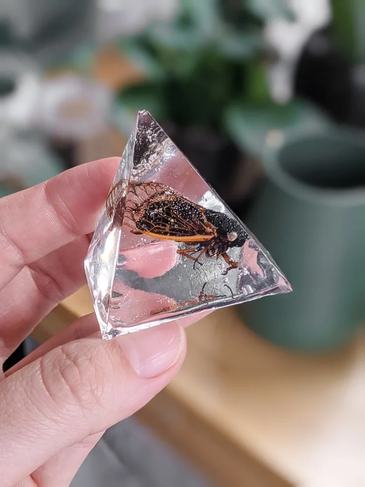 cicada encased in a silicone mold