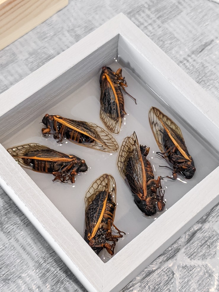 adding insects to the resin in wooden trays to preserve them