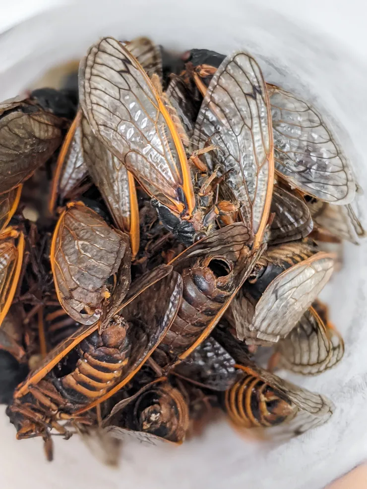 dead cicadas freezing in a jar