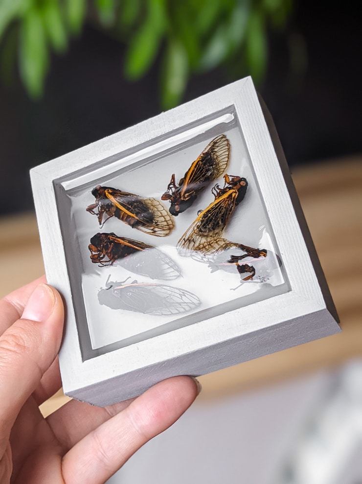 cicada insects preserved in resin