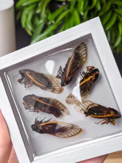 insects preserved in resin