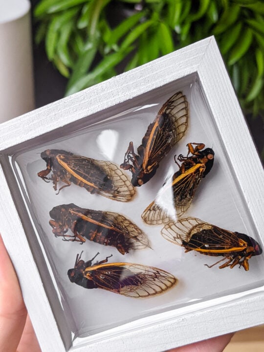 insects preserved in resin