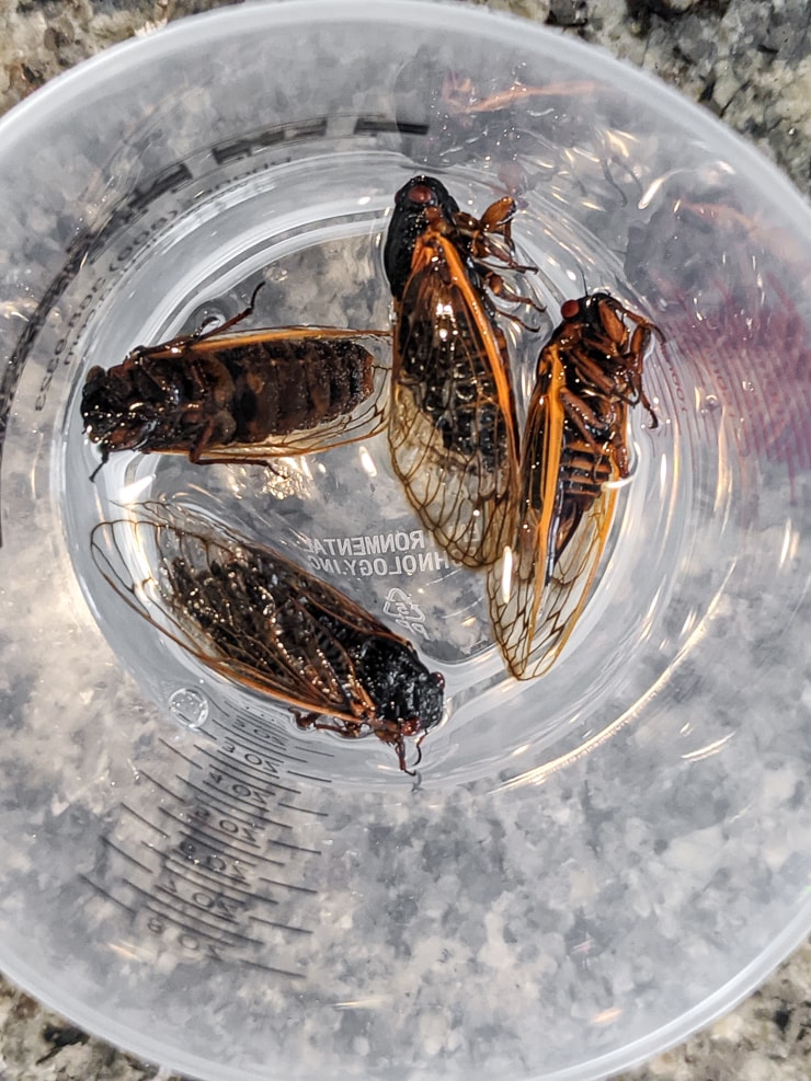 soaking dead cicadas in alcohol to preserve them