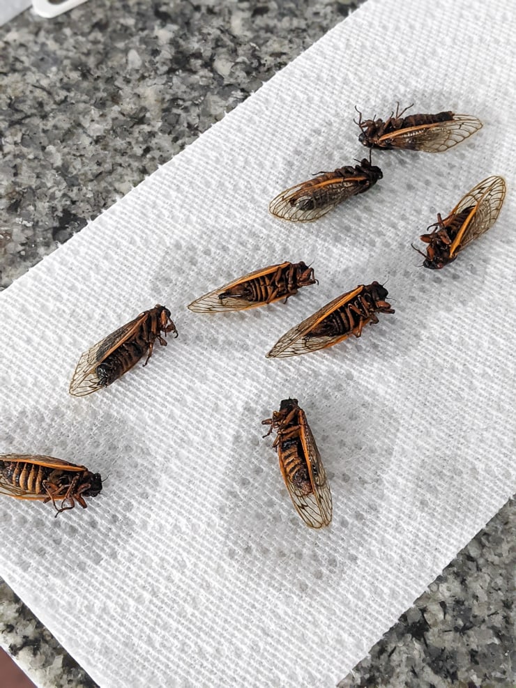 letting cicadas dry after soaking them in alcohol to preserve them