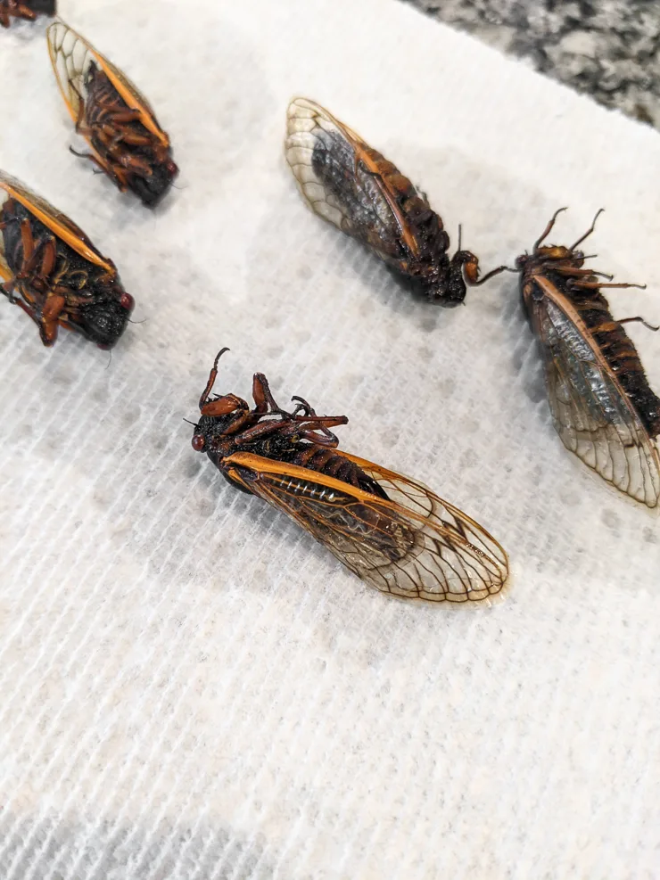 letting cicadas dry after soaking them in alcohol to preserve them
