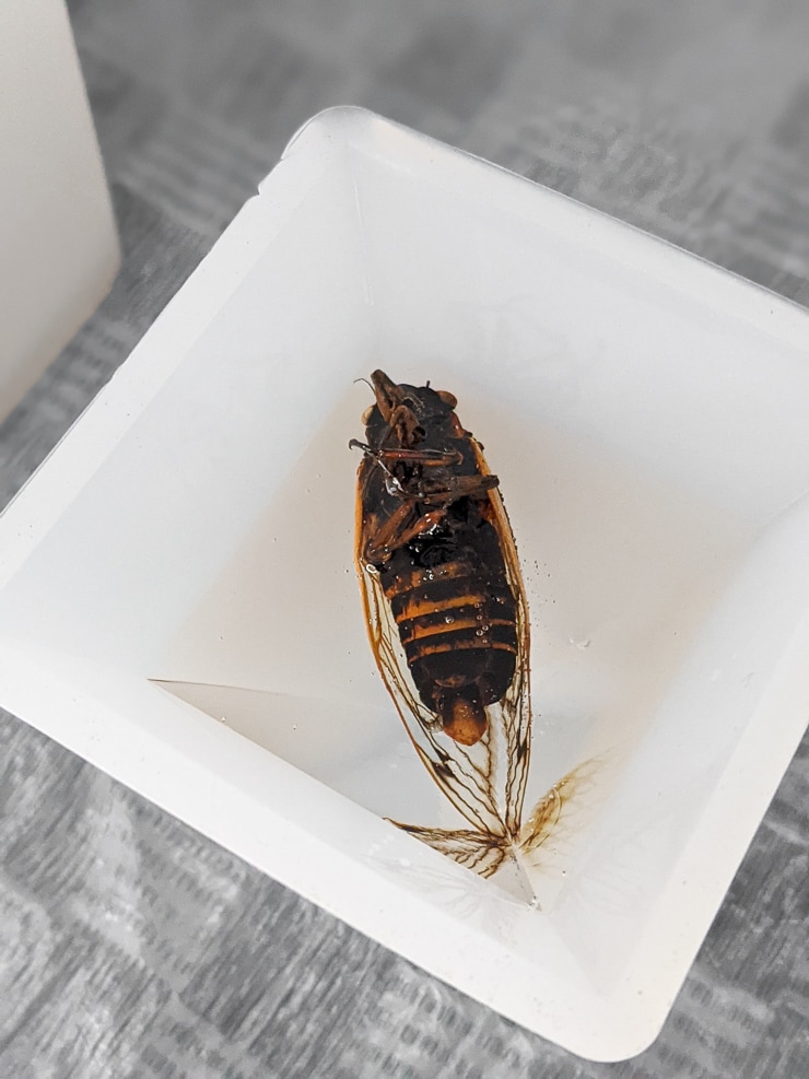adding a cicada to resin in a silicone mold