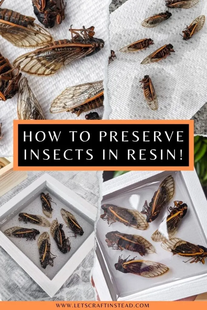 pinnable graphic about how to preserve insects in resin including images and text overlay