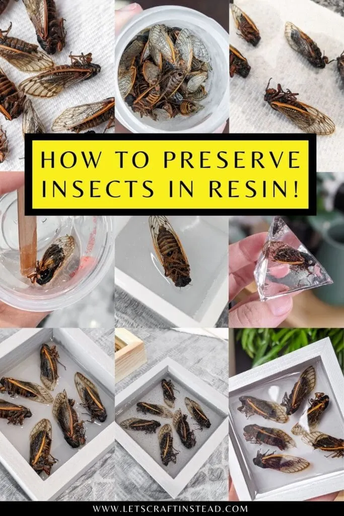 pinnable graphic about how to preserve insects in resin including images and text overlay