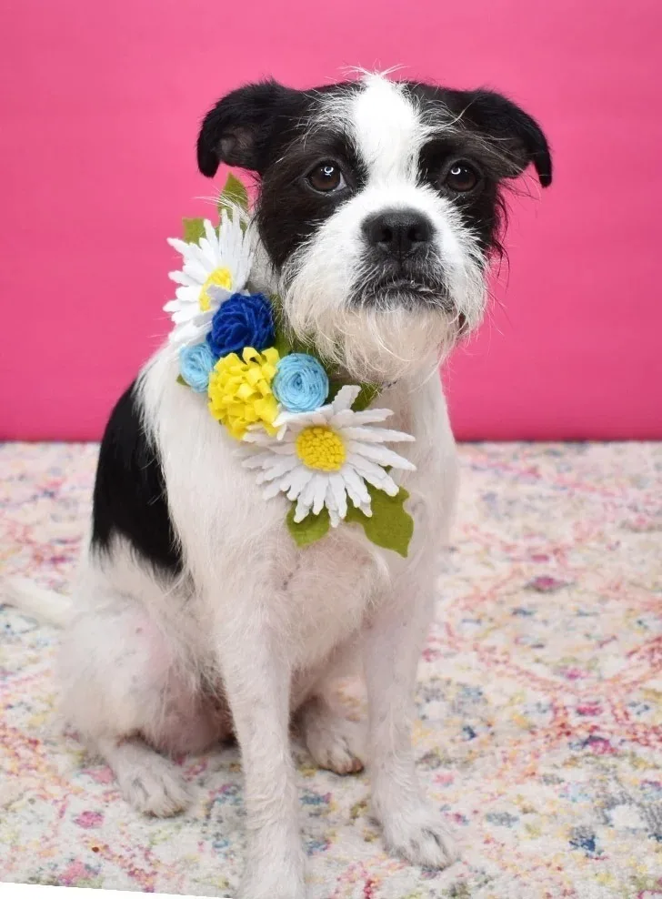 black and white terrier with felt flower collar