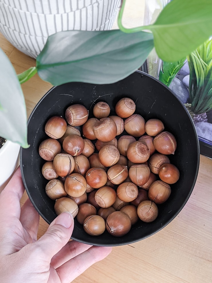 bowl of acorns