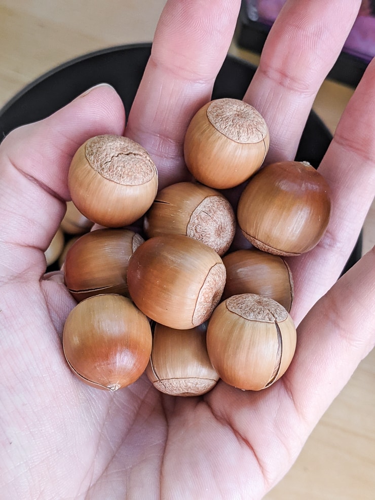 acorns in a hand