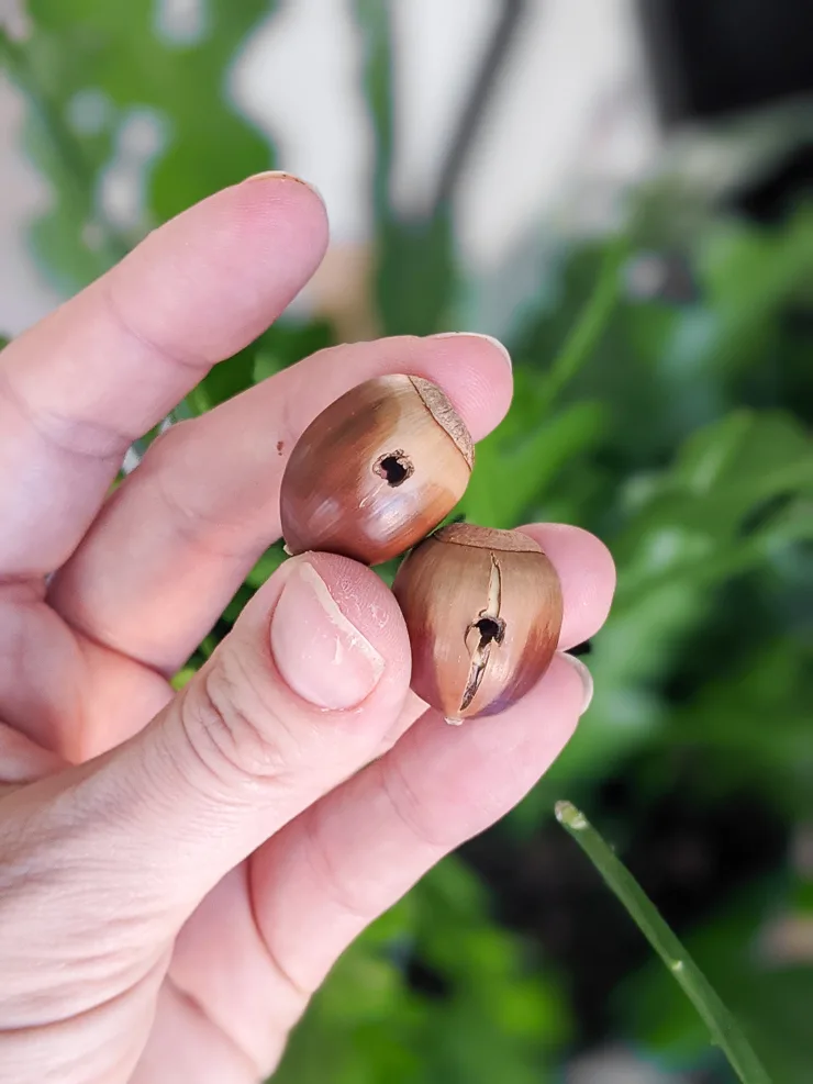 two acorns with holes drilled in them