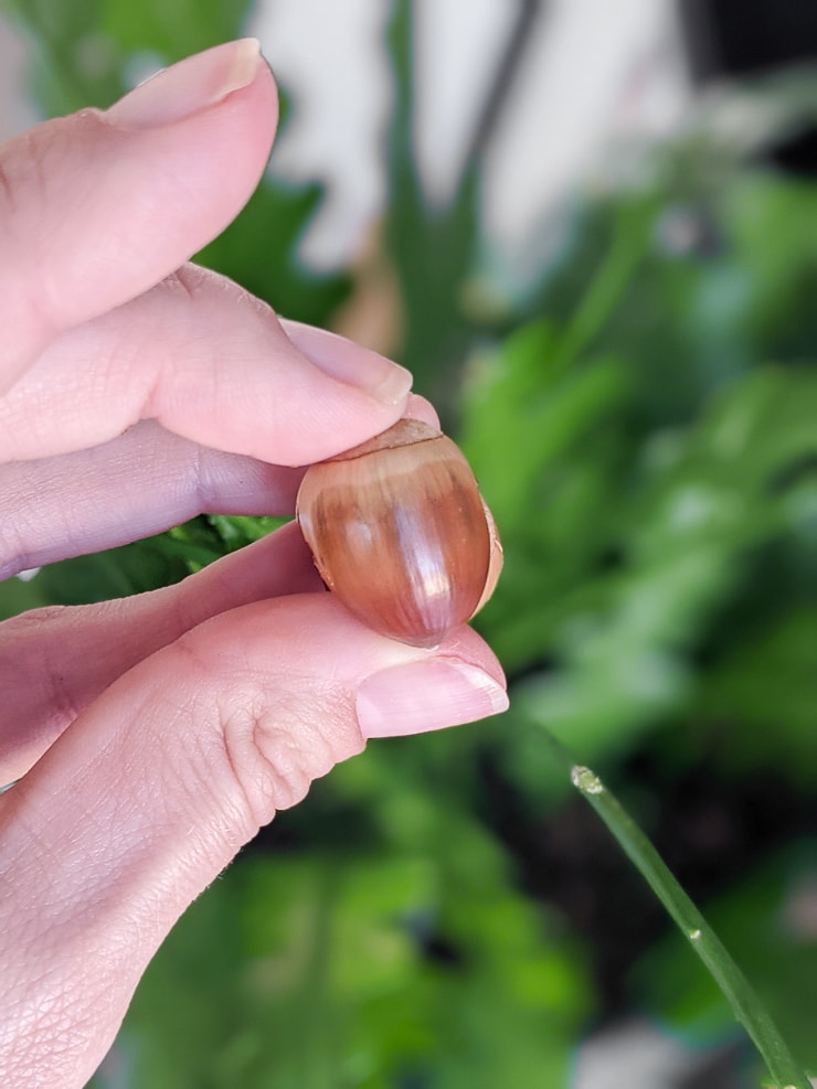 hand holding an acorn