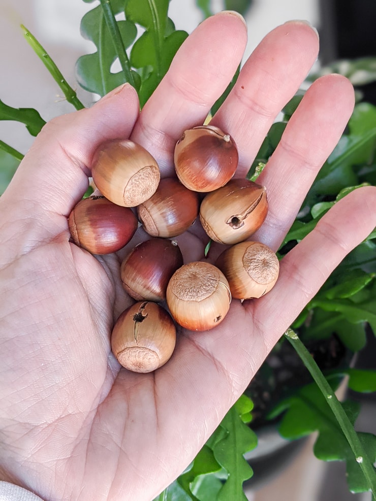 hand holding acorns with holes drilled in them