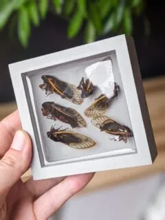 hand holding insects preserved in resin tray