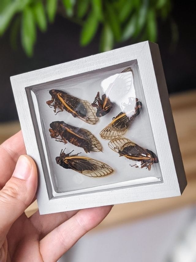 HOW TO USE RESIN TO PRESERVE INSECTS