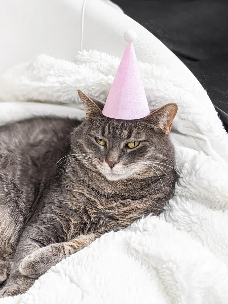 angry cat in a felt party hat