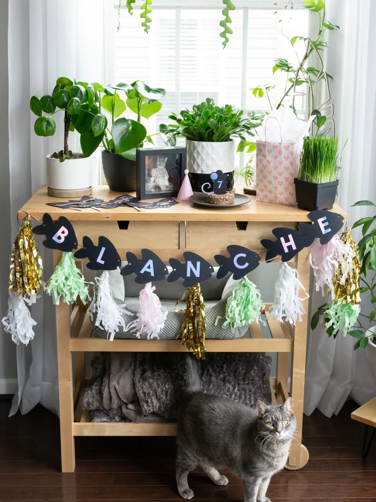 cat in a room with plants and party decorations
